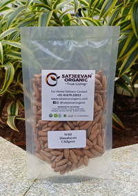 Wild Himalayan Chilgoza Pinenuts 100g