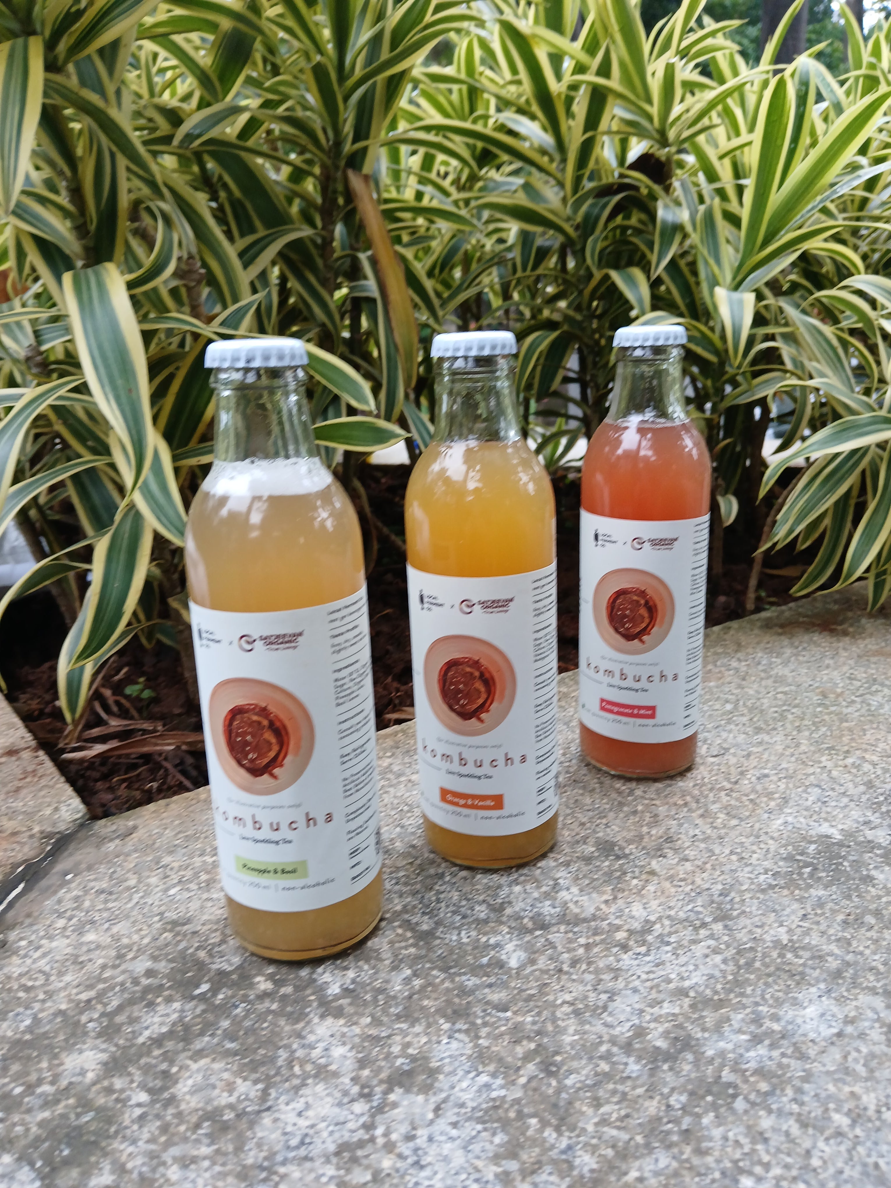 Gut Friendly Kombucha Pack of 3