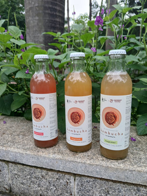 Gut Friendly Kombucha Pack of 3