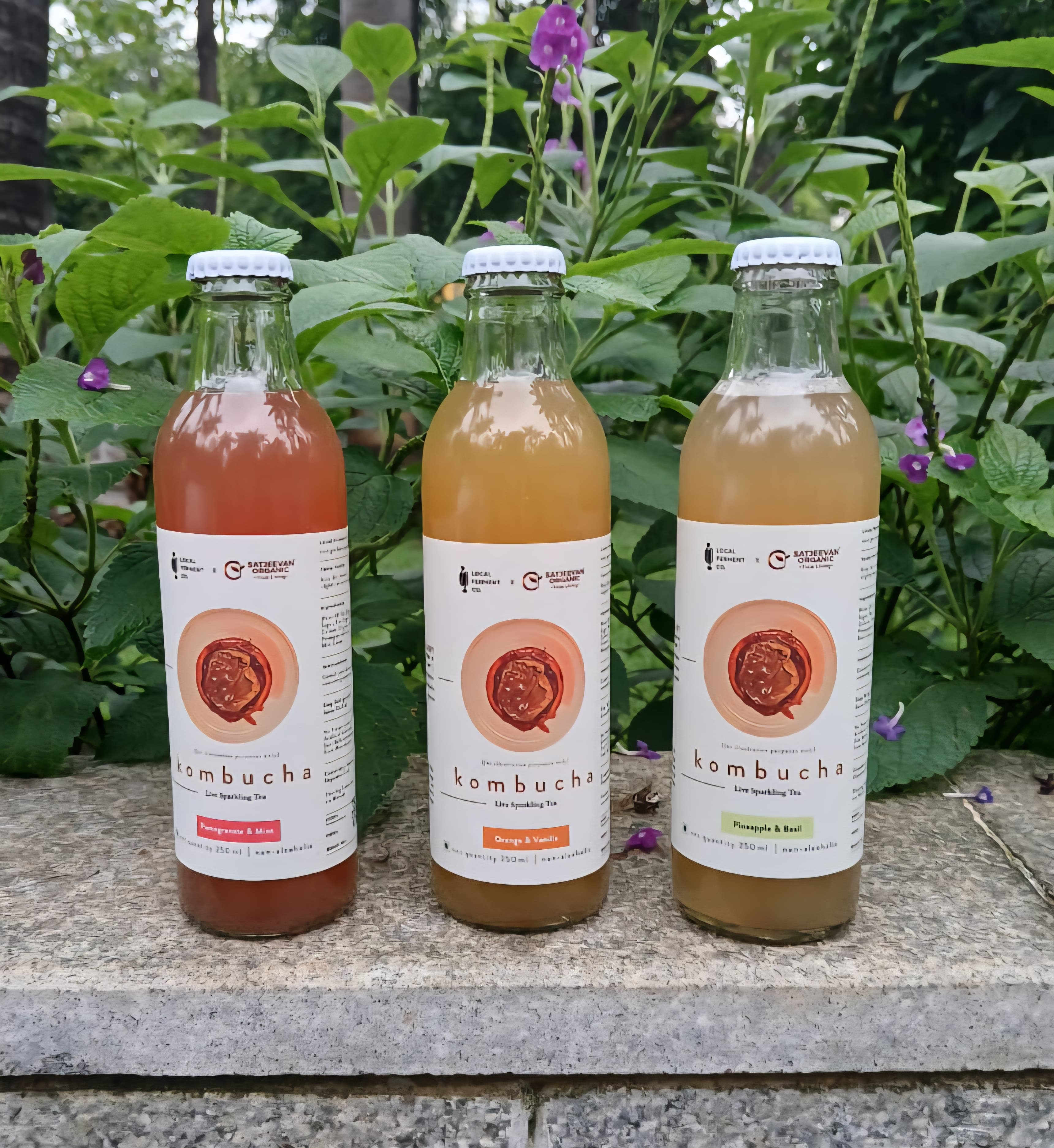 Gut Friendly Kombucha Pack of 3